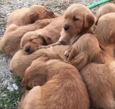 adorable,despertat,siesta