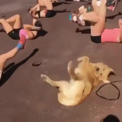 perro,ejercicio,personas,gimnasia