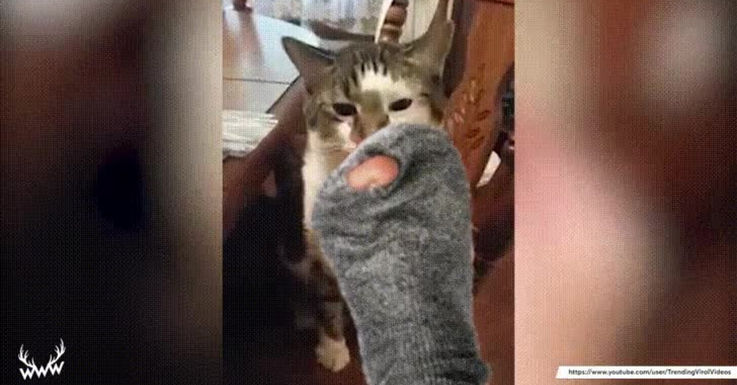 Кот нюхает носки