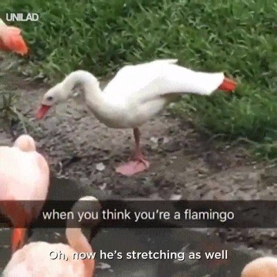 d&iacute;a,130,flamenco,infltrado