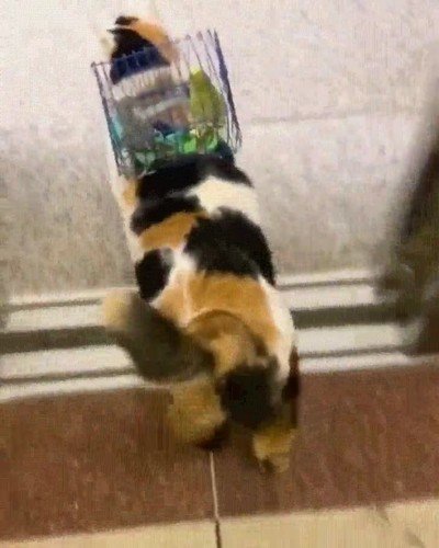 gatobus,paseo,colegas,gato