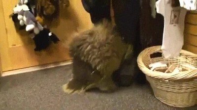 puercoespin,abrazo,mimos