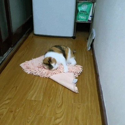 llamar,puerta,gato,entrar