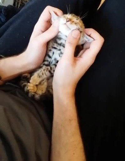 imposible,no,masaje,gato
