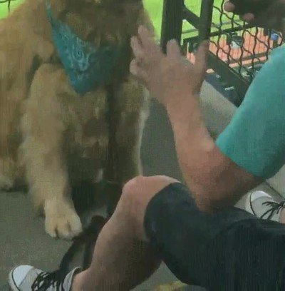 perro,aprender,posar,fotos