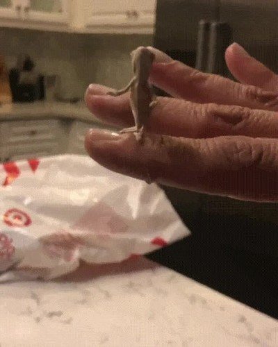 baile,camale&oacute;n