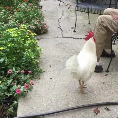 Enlace a ¿Por qué tener un perro cuando un gallo hace lo mismo?