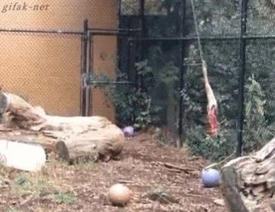 leopardo,salto,carne,comer