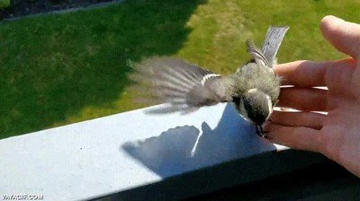 pajarillo,patita,coger mano