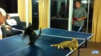 gatos,pingpong