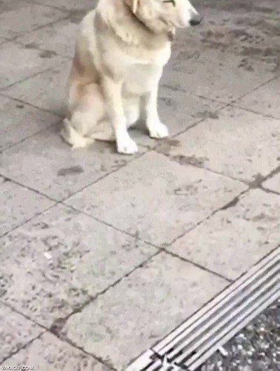 perro,dormirse,caerse