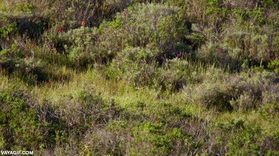 comida,le&oacute;n,jugar