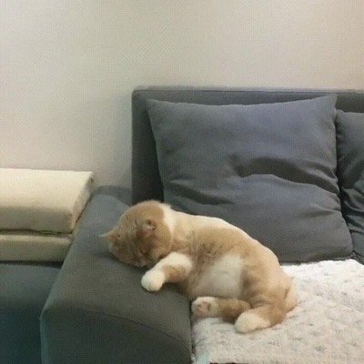 gato,ciclista,dormir