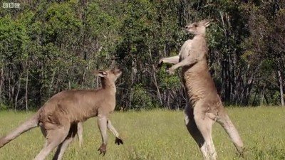 golpes,pelea,canguros