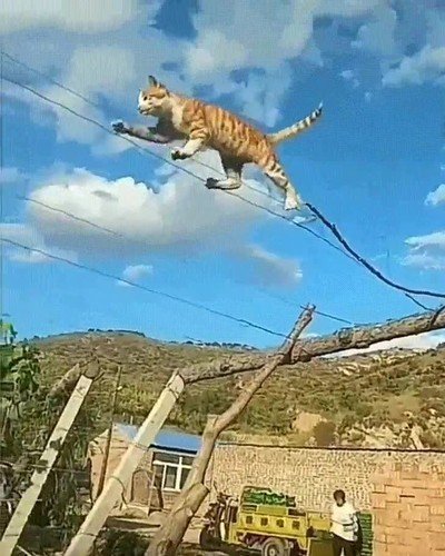 alambre,gato,pescas,pez