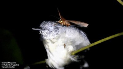 wtf,polilla,l&aacute;grimas,pajaro