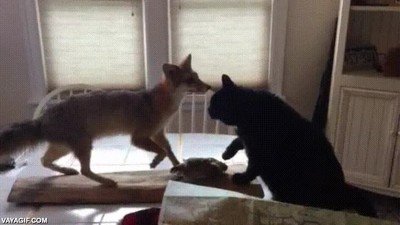 zorro,gato,taxidermia