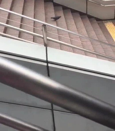 pajaro,escaleras