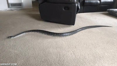 serpiente,moqueta
