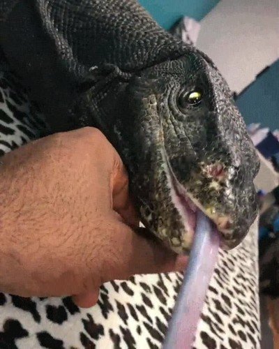 lagarto,caricias,mimos