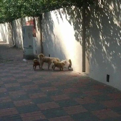 perros,agujero,pared