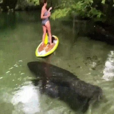 paddle surf,manat&iacute;s,agua