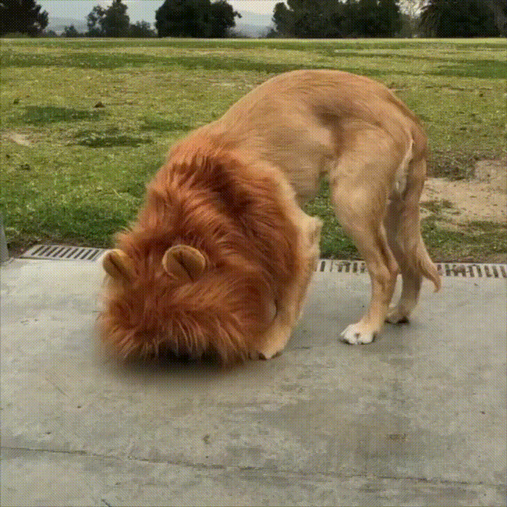 disfraz,león,peluca,perro