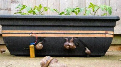 caracol,prohibido,pasar,linea