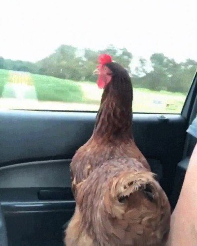 gallo,coche,ventana