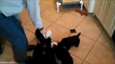 beber,perros,girar,cachorros