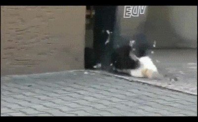 pelea,gatos,plumas