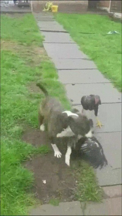 jardin,violencia,perro