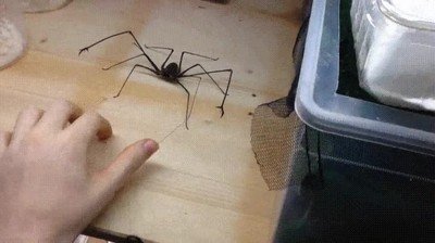 Euphrynichus amanica