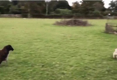 perro,pastor,fail,perseguir,ovejas