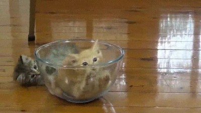 jamas,gato,bol,cristal