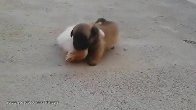 Enlace a Gatos que han pasado demasiadas horas viendo combates de la WWE