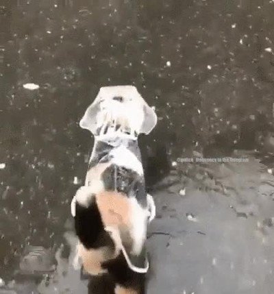 gato,equipado,dia,lluvia