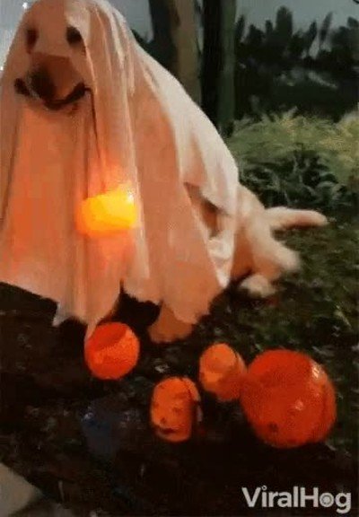 perro,practicar,halloween