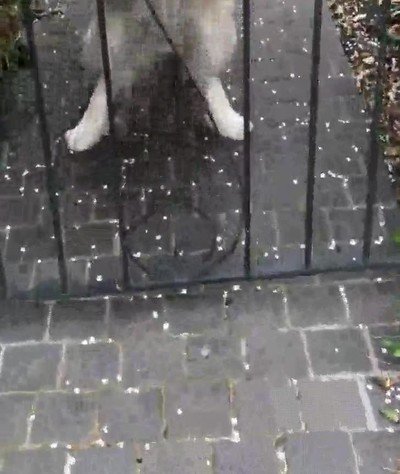 sonrisa,enamorar,perro