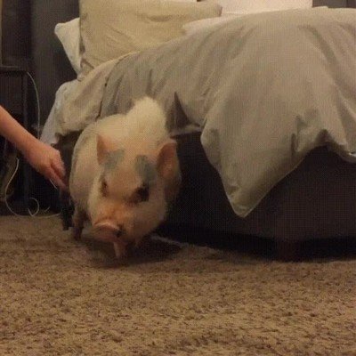 Enlace a Hank se pone cómodo mientras lo rascan