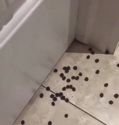 Enlace a Hay perros que siempre encuentran una manera de llevarse algo a la boca