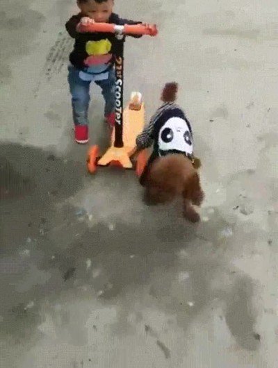 aprende,conducir,humano,perro