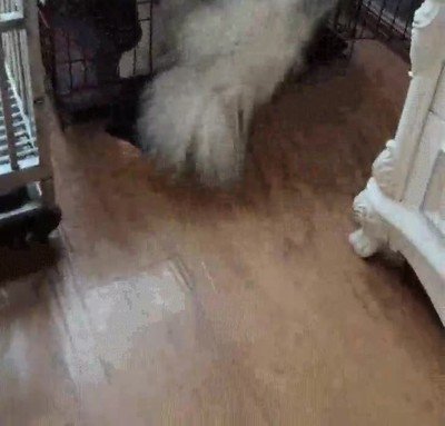 Enlace a Perros que se niegan a aceptar que se han hecho mayores