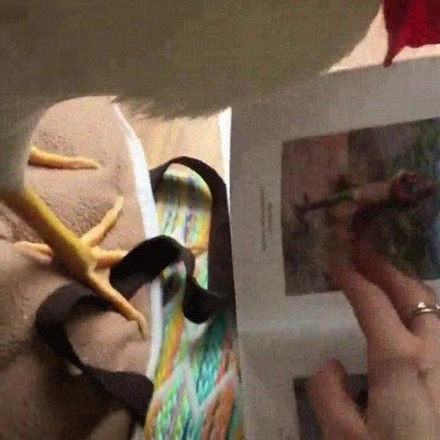 fotos,compa&ntilde;eros,especie