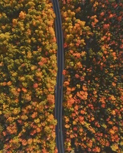 bosque,relajante,colores,conducir