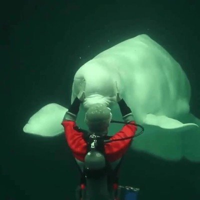Enlace a Animales marinos con una cabeza tan suave como una almohada