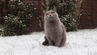 busca,gato,mirar,nieve