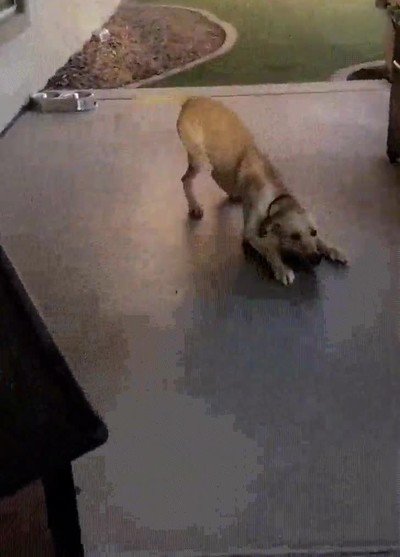 perro,emocionado,volver,casa