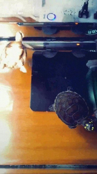 dias,tortuga,nada,pachorra