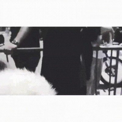 perro,adorar,keanu reeves